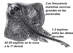 Raja montagui01.jpg